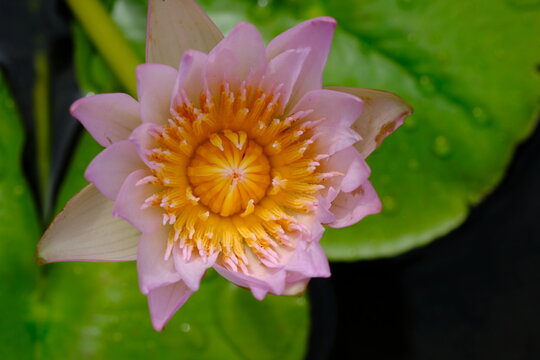 Nymphaea colorata in the tropical garden. Nymphaea nouchali var. zanzibariensis. 