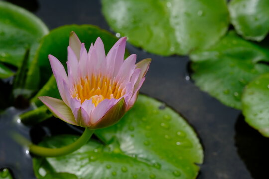 Nymphaea colorata in the tropical garden. Nymphaea nouchali var. zanzibariensis. 