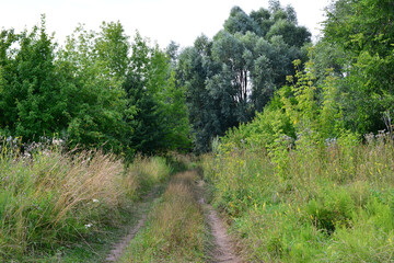 Dirt Path Through dense summer Forest no people © Irina