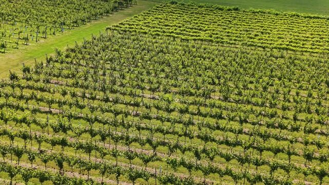 Breathtaking aerial views of a vineyard in Nova Scotia showcasing lush grape fields and rolling landscapes
