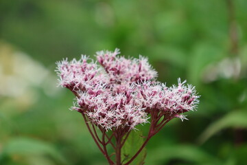 Fototapeta premium Pink flowers of the thoroughwort