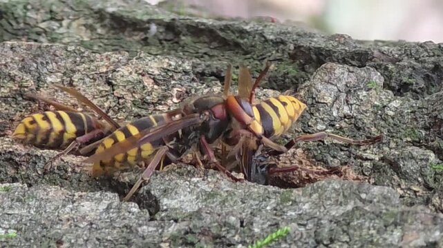 
Asian giant hornets feeding on tree sap on oak bark, 4K macro video #007


