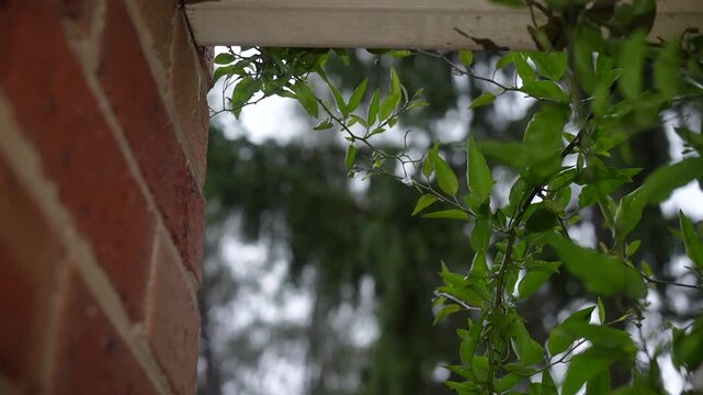 raindrops on some vine leaves off a porch