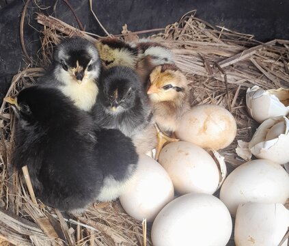 A tight cluster of adorable newly hatched chicks in their nest with eggs and eggshells