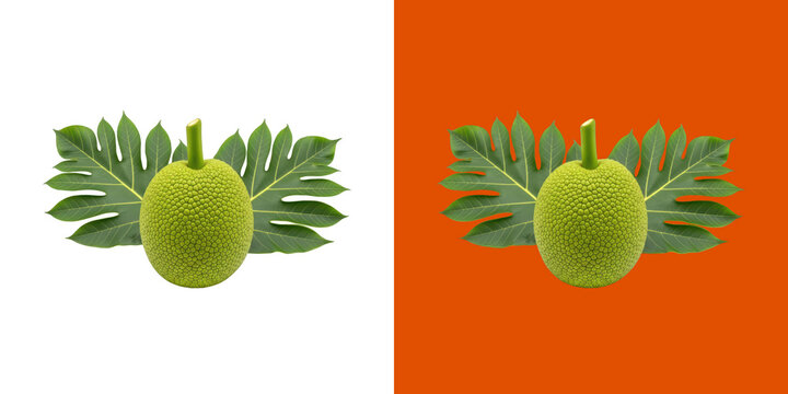 Fresh breadfruit with green tropical leaves on split background png