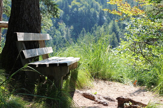 A peaceful wooden park bench sits by a tree beside a scenic mountain hiking trail in a sunlit forest, offering a place for rest and contemplation overlooking the dense trees below.