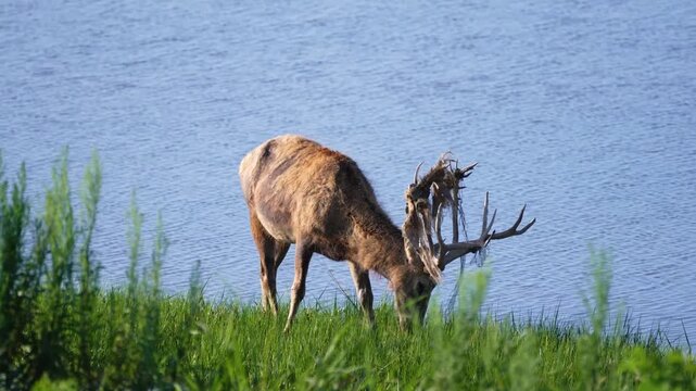  Chinese National Treasure Milu Deer Herd 4K
