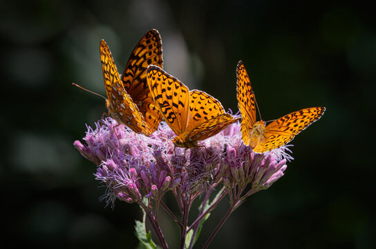 Aphrodite fritillary butterflies on Spotted Joe-pyeweed in Algonquin Park, Canada