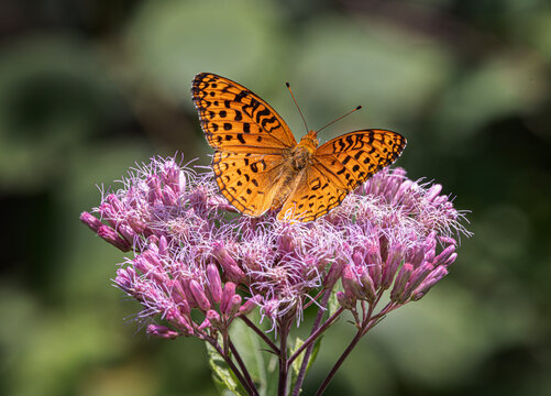 Aphrodite fritillary butterfly on Spotted Joe-pyeweed in Algonquin Park, Canada
