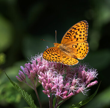 Aphrodite fritillary butterfly on Spotted Joe-pyeweed in Algonquin Park, Canada