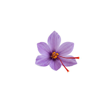 Single Purple Saffron Flower with Red Threads PNG
