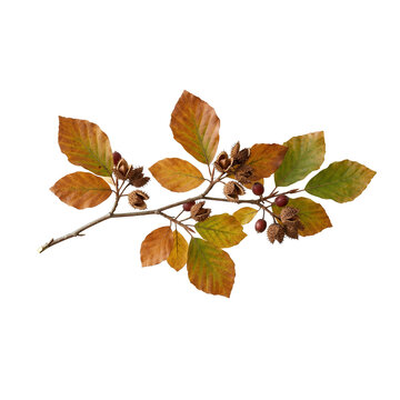 Transitional Autumn Branch with Green and Yellow Leaves and Seed Pods PNG