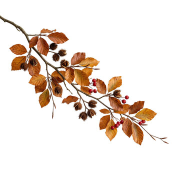 Long Autumn Twig with Golden Brown Leaves Seed Pods and Red Berries PNG