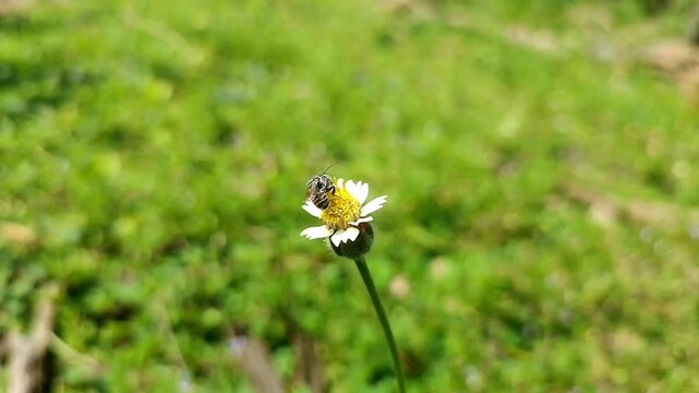 Bee sucking nectar on Tridax procumbens or Gletang flower. A bee pollinates a flower. White petals and yellow stamens of daisies. Yellow pollen of a flower on the body of a bee. Mutualistic symbiosis