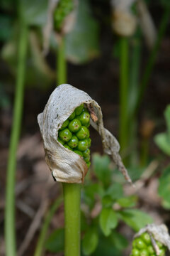 Macro shot of green unripe berries of italian arum partially covered by a dried pale spathe leaf on a stem - latin name - Arum italicum