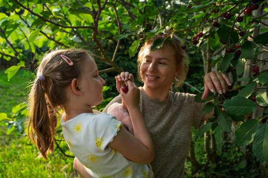 Mother and daughter picking organic sour cherries from the tree