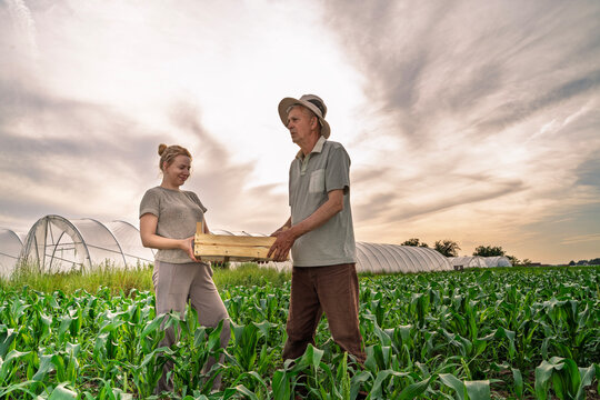 A woman and an older man in a sun hat work together in a field, passing a wooden crate between them, family agriculture small business