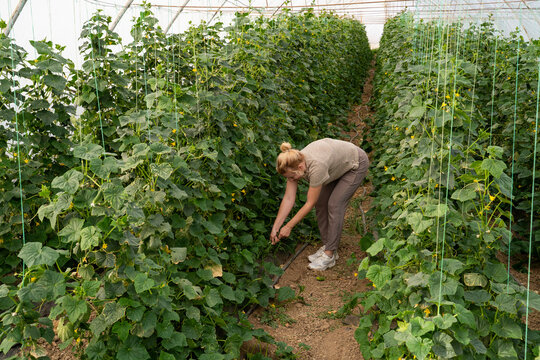 A woman pulls weeds in a greenhouse, cucumber plants inside