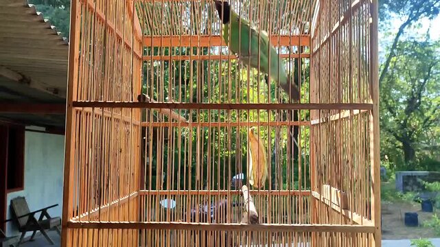 A beautiful greater green leafbird, Chloropsis sonnerati (murai daun or cucak ijo in Indonesia) in a cage flies and jumps on a perch. Type of passerine bird whose entire body is dominated by green.