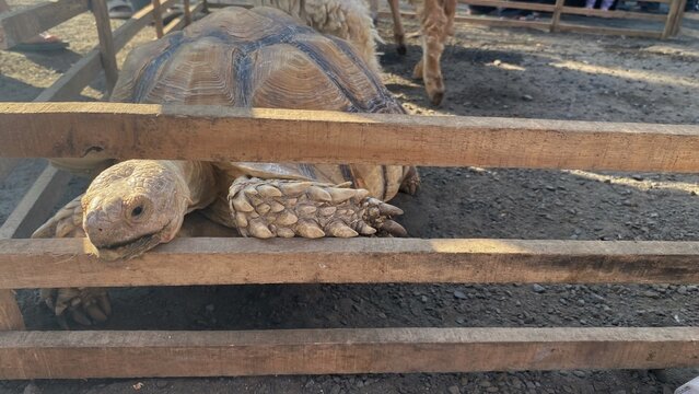 A large tortoise is inside a wooden enclosure, displaying a naturally patterned shell and distinctive scaly legs. This photo depicts the exotic animal in a captive environment.