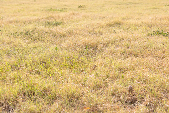 Drought-stricken lawn in summer