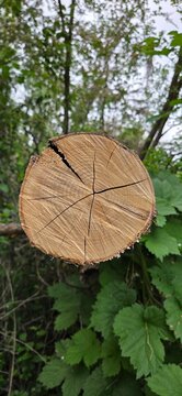 The trunk reveals its rings like a silent memory. Each circle tells a season, a rain, a warmth. Cracks radiate from the center, showing age and the trials endured. 