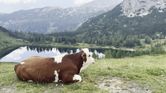 A cow grazing in front of Gro&szlig;see mountain lake near Tauplitz in Styria, Austria. The scenic alpine landscape combines a traditional grazing cow with the clear mountain lake and surrounding Austrian A