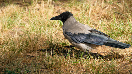 Obraz premium Hooded Crow Standing On Dry Grass In Summer