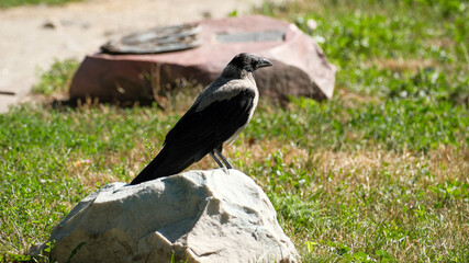 Obraz premium Hooded Crow Sitting On Light Gray Stone