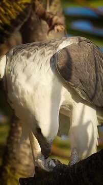 Eagle perched on tree eating fish