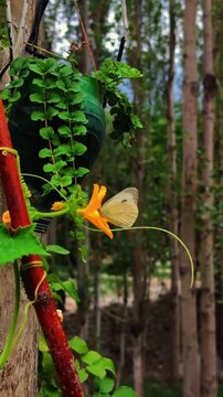 White butterfly feeding on yellow flower in nature