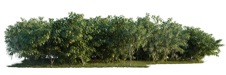 Obraz premium Stachyurus praecox tree line, Forest Edge, Backdrop cutout, isolate transparent background, Dense row of lush green trees with detailed foliage and grassy ground - perfect for landscape design