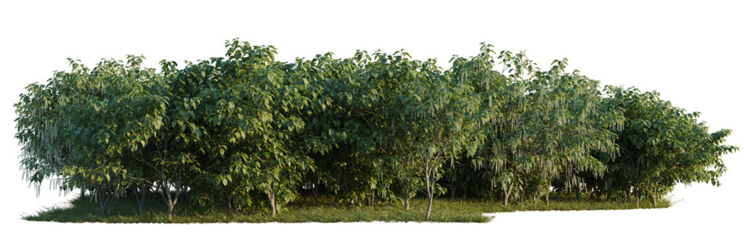 Stachyurus praecox tree line, Forest Edge, Backdrop cutout, isolate transparent background, Dense row of lush green trees with detailed foliage and grassy ground - perfect for landscape design