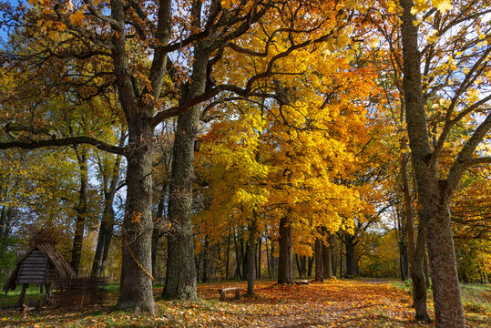 Autumn day in Vechasha Park, Pskov Region, Russia