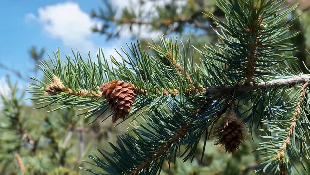 tranquil cinematic 4K close-up captures a pine tree branch with a visible pine cone swaying gently in a spring breeze captured under bright sunlight creating a natural and seasonal visual perfect