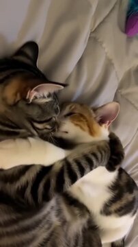 Two adorable kittens cuddling together in a tender embrace captured within this heartwarming and sweet high quality motion video footage