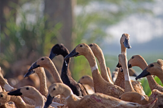 Close-up of a flock of domestic ducks with brown and black feathers outdoors