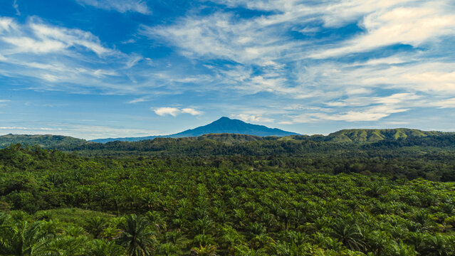 Aerial view of palm oil plantation with mountain and blue sky