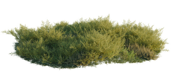 Fototapeta premium Halogeton arachnoideus, Peganum nigellastrum and Reaumu tree shrub, plant bush, cutout, isolate transparent background