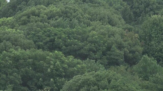 Dense green forest canopy swaying in wind on overcast day, natural background for eco or sustainability themes