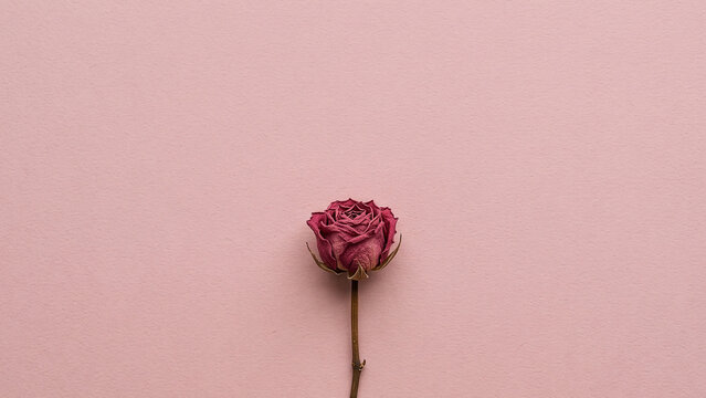 Deep red dried rose flower centered at the bottom on a smooth pastel pink paper background