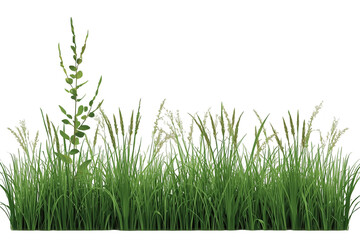 Fototapeta premium Wide green grass patch with one tall seed stem