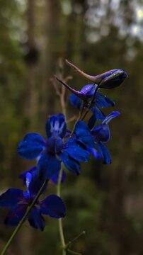Vibrant blue delphinium flowers covered in dew drops