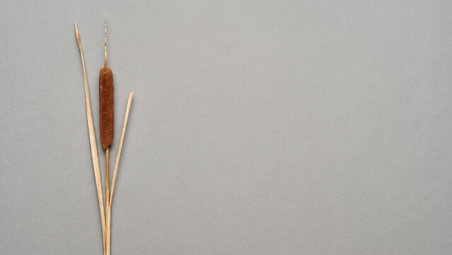 Dried cattail reed with thin leaves on the left of a smooth grey background