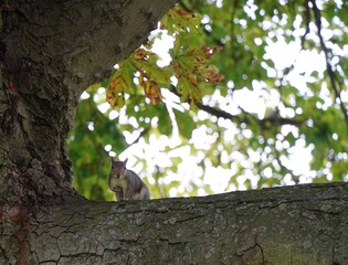 Obraz premium Eastern gray squirrel on a large texture tree trunk and branches in a park sitting 