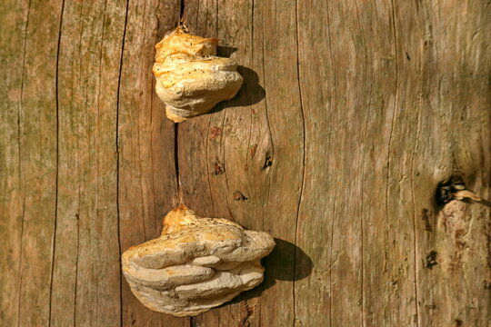 Baumpilz