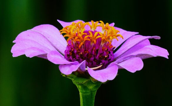 Big purple flower with open petals and pollen in the garden dark green background, close macro details
