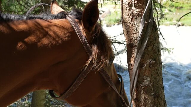 Close-up of a harnessed horse's head tied near a mountain river in Jeti-Oguz, Issyk-Kul region, Kyrgyzstan, 4K video