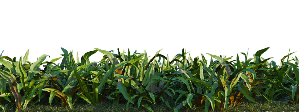Asplenium australasicum tree shrub, plant bush, cutout, isolate transparent background, Dense green foliage border with grasses and tropical plants - ideal for game development backgrounds.