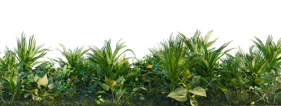 Dracaena fragrans, Epipremnum aureum Golden Pothos and tree shrub, plant bush, cutout, isolate transparent background